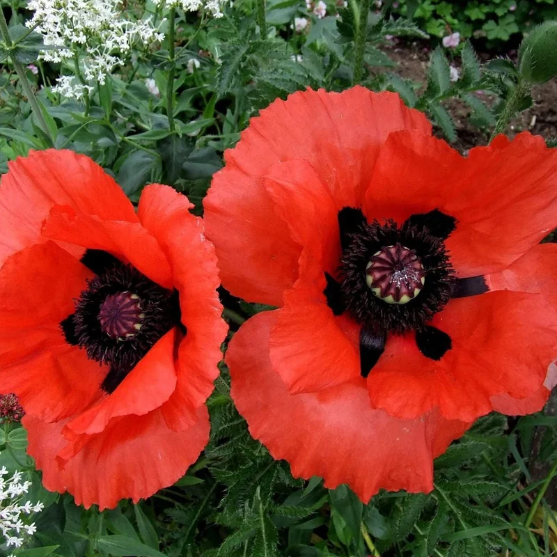 Türkischer Mohn Mix
