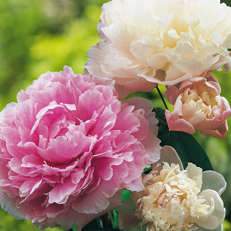 Pfingstrose 'Roze'