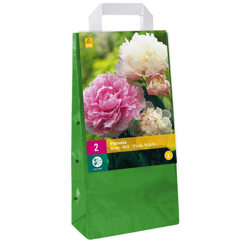 Pfingstrose 'Roze'