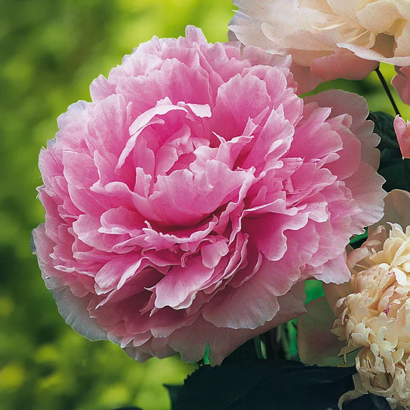 Pfingstrose 'Roze'