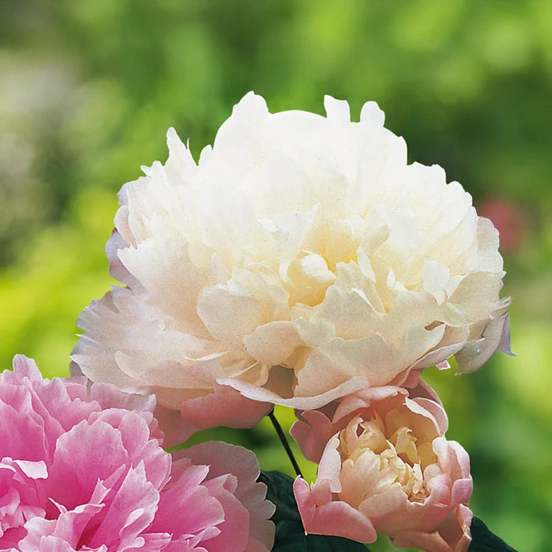 Pfingstrose 'Roze'