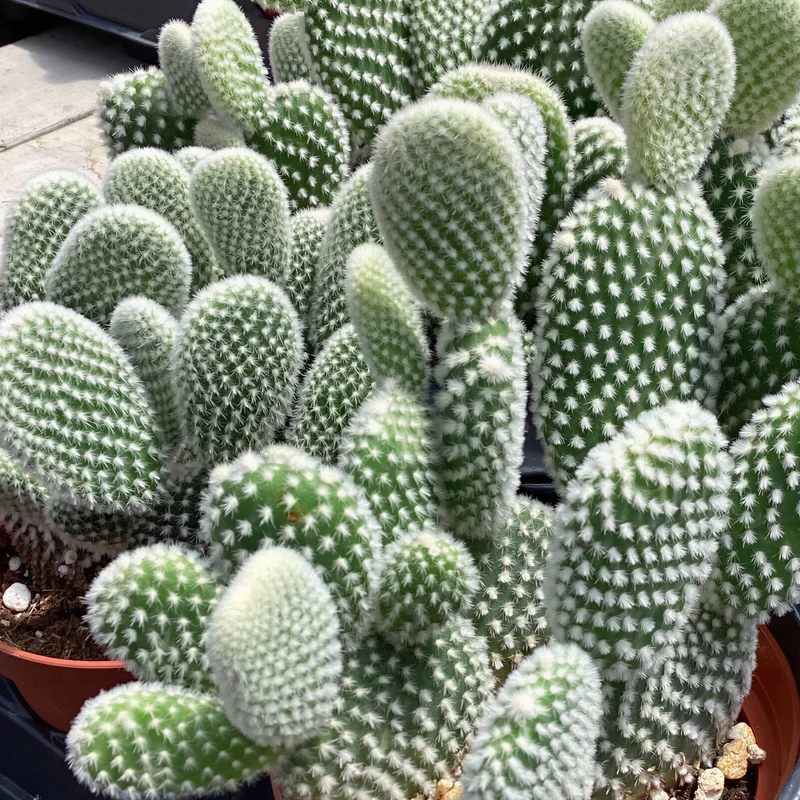 Weißer Hasenohrkaktus