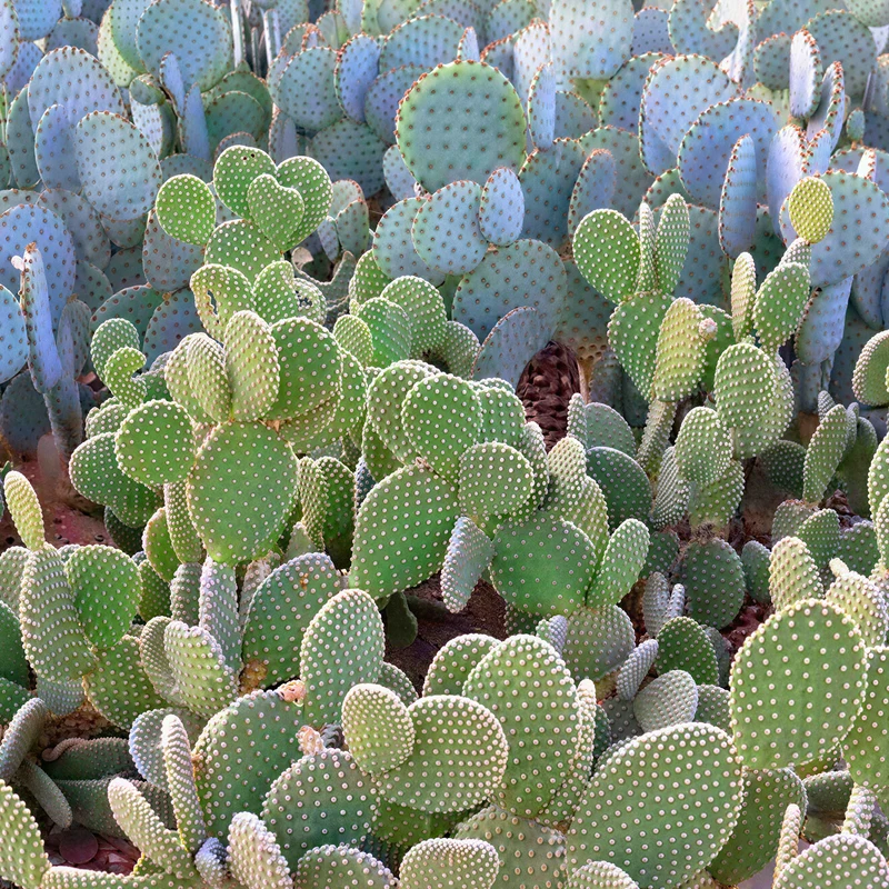 Weißer Hasenohrkaktus