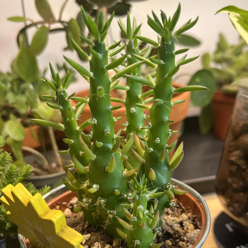 Zylinderopuntie