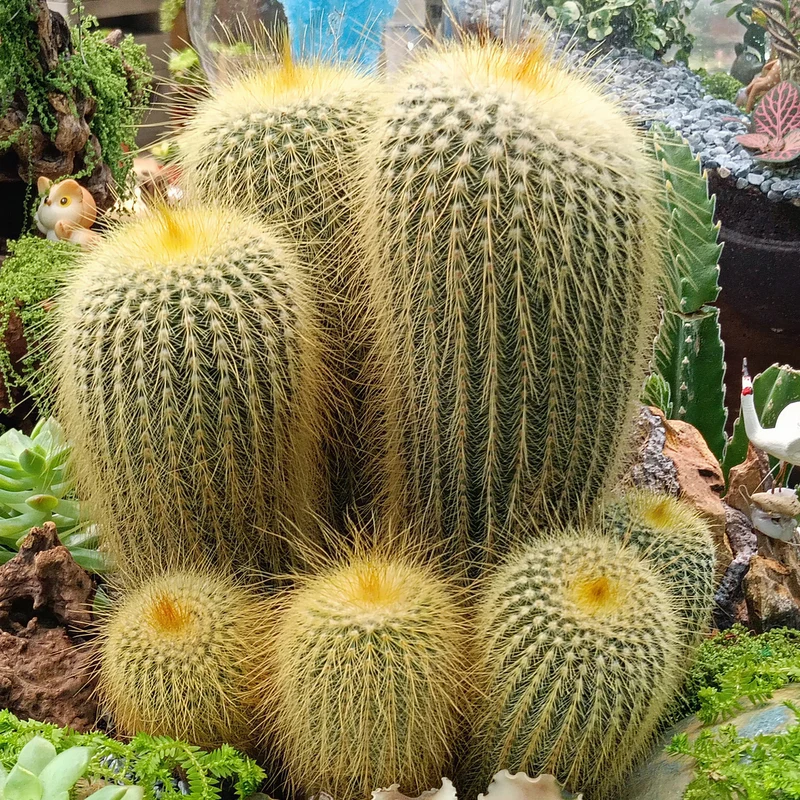 Goldturmkaktus