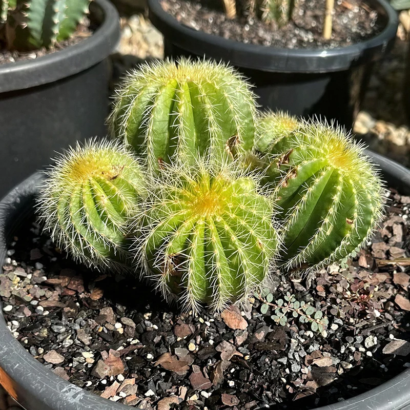 Prachtkugelkaktus