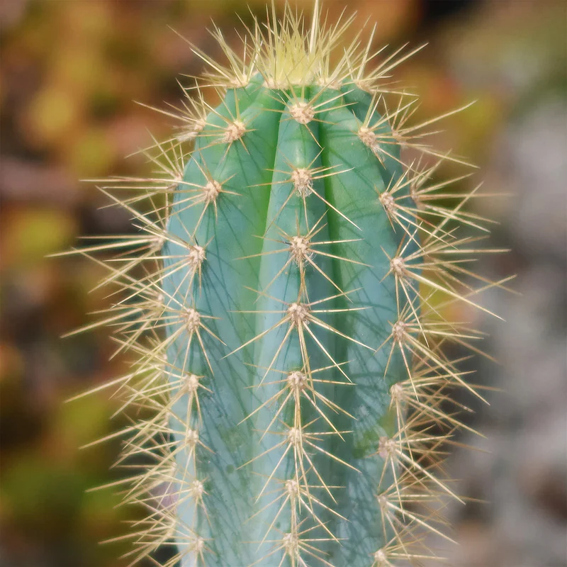 Blauer Säulenkaktus