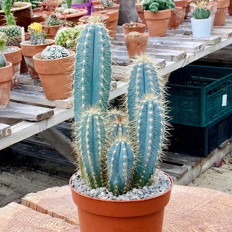 Blauer Säulenkaktus