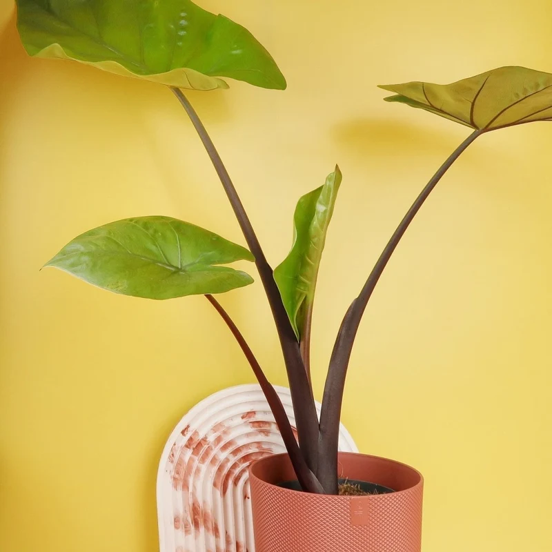ALOCASIA BLACK COBRA