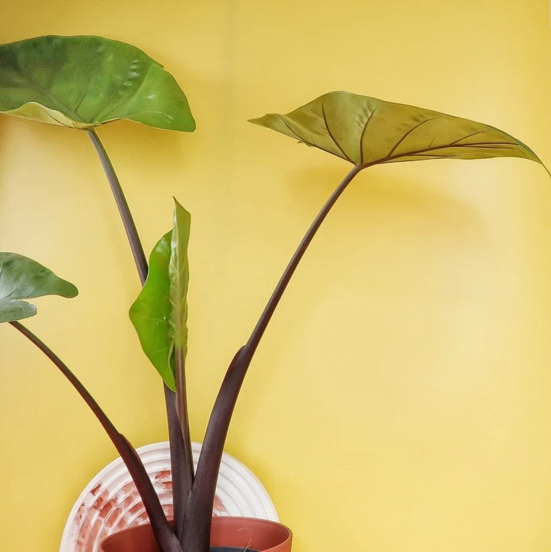 ALOCASIA BLACK COBRA
