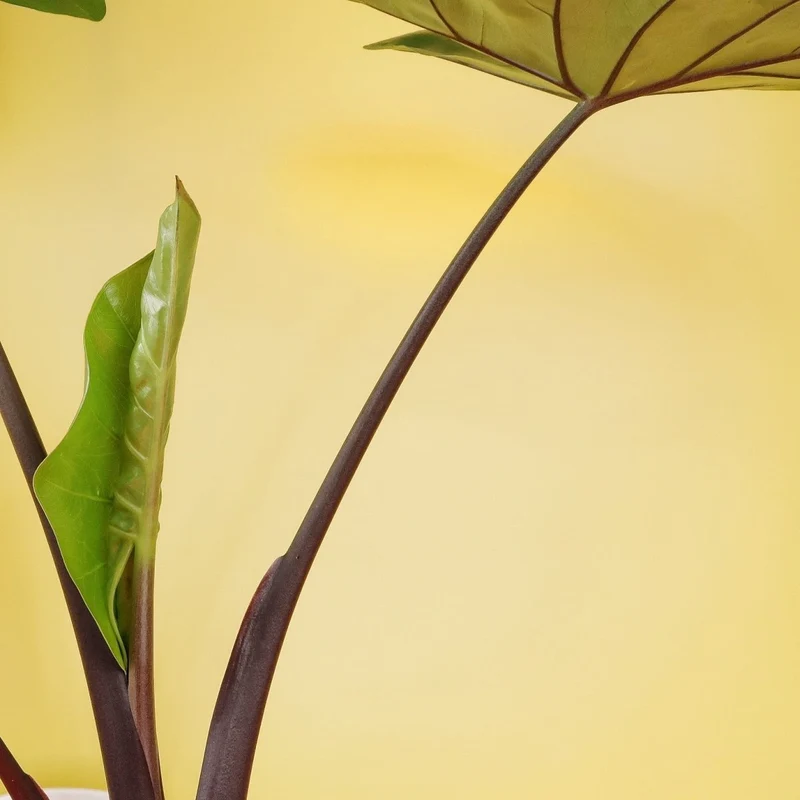 ALOCASIA BLACK COBRA