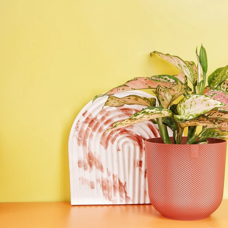 AGLAONEMA SPOTTED