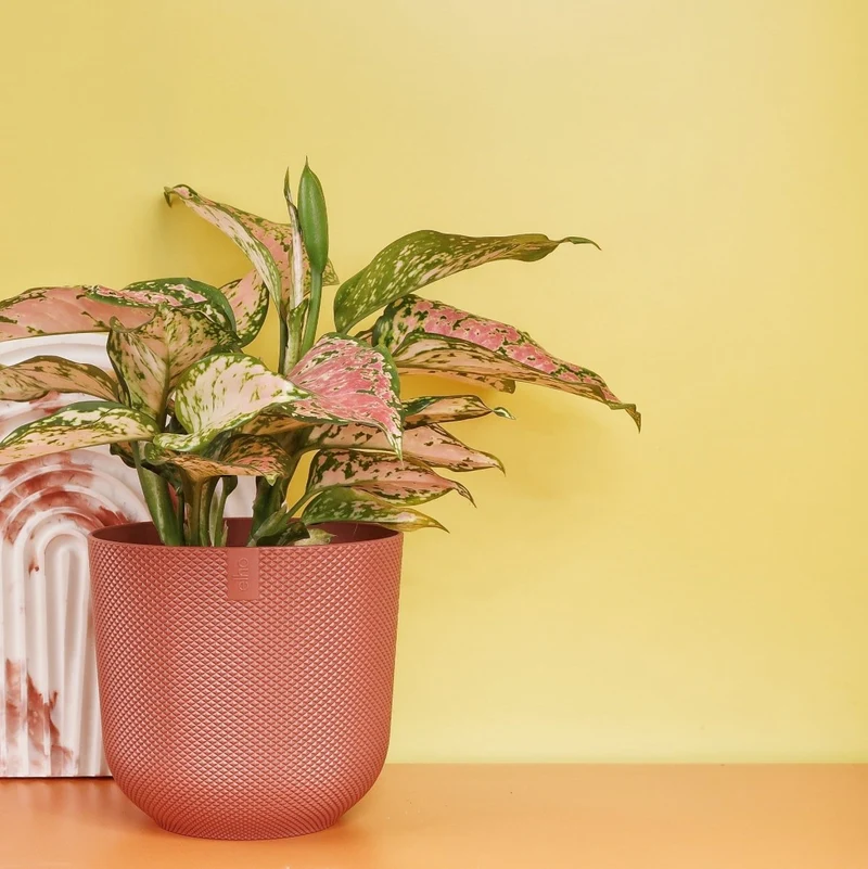 AGLAONEMA SPOTTED