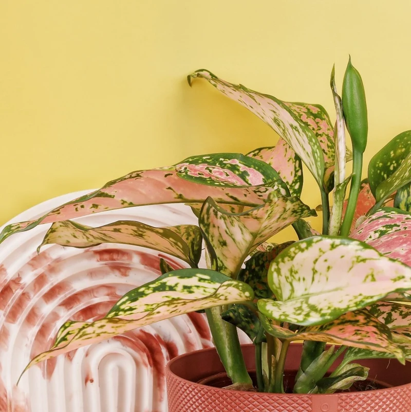 AGLAONEMA SPOTTED