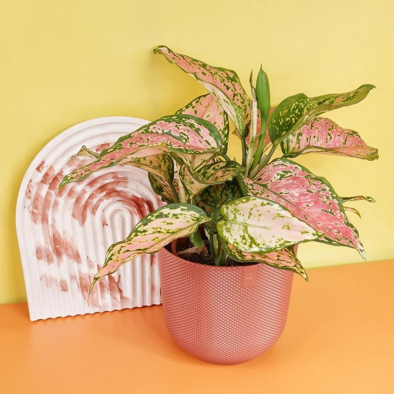 AGLAONEMA SPOTTED
