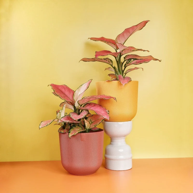 AGLAONEMA FLAMINGO