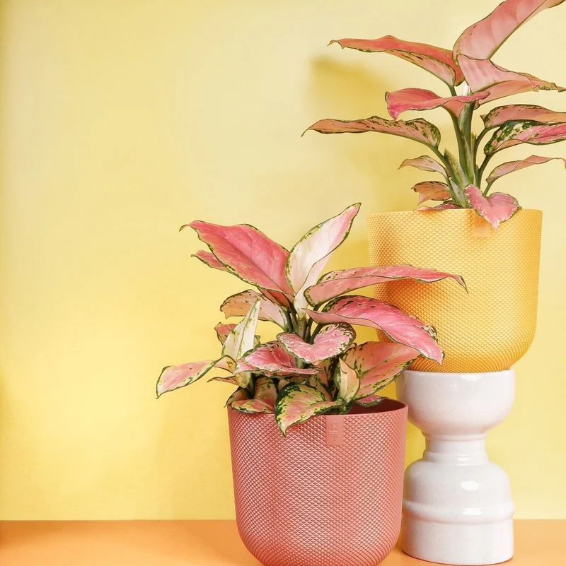 AGLAONEMA FLAMINGO