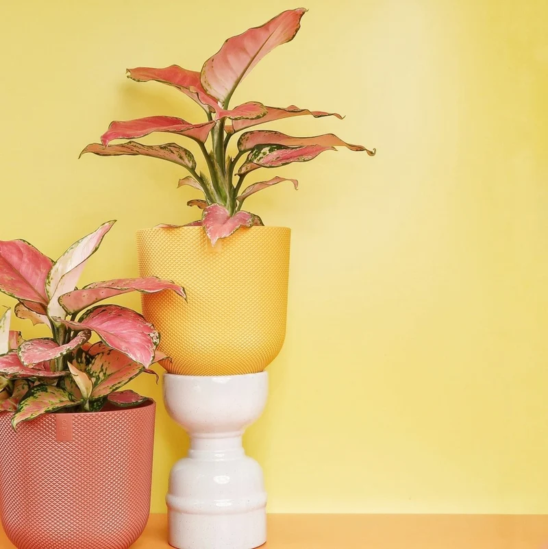 AGLAONEMA FLAMINGO