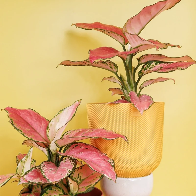 AGLAONEMA FLAMINGO
