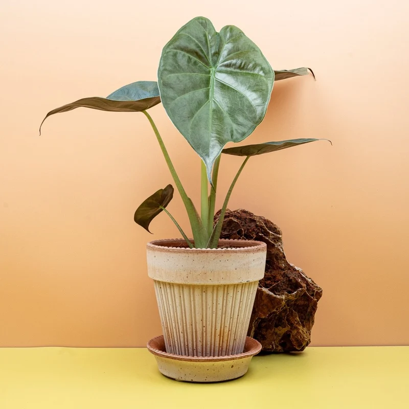 ALOCASIA WENTII
