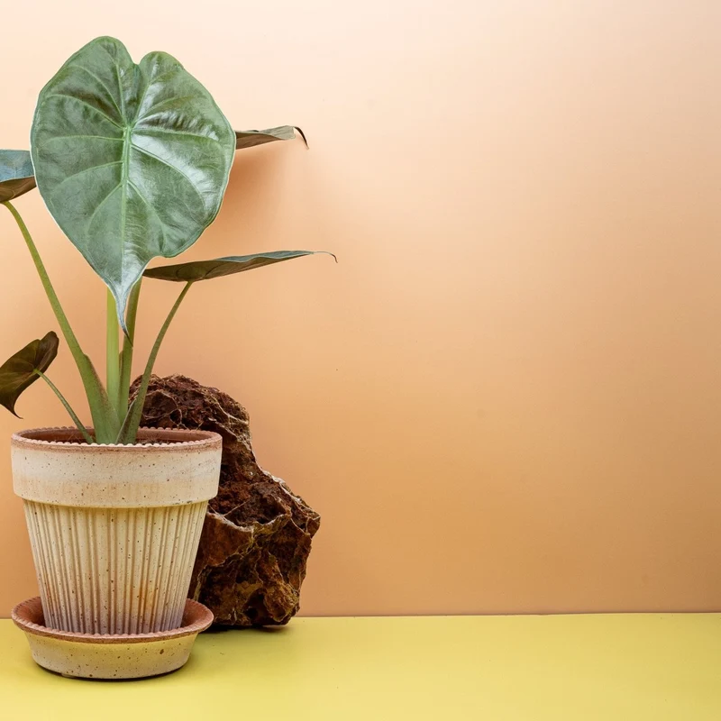 ALOCASIA WENTII