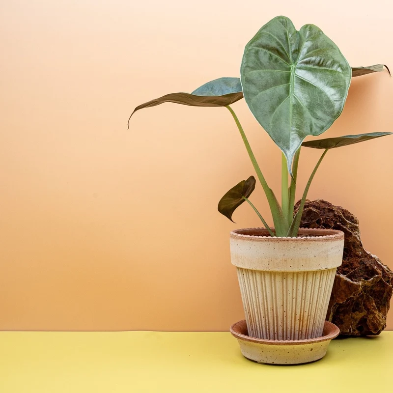 ALOCASIA WENTII