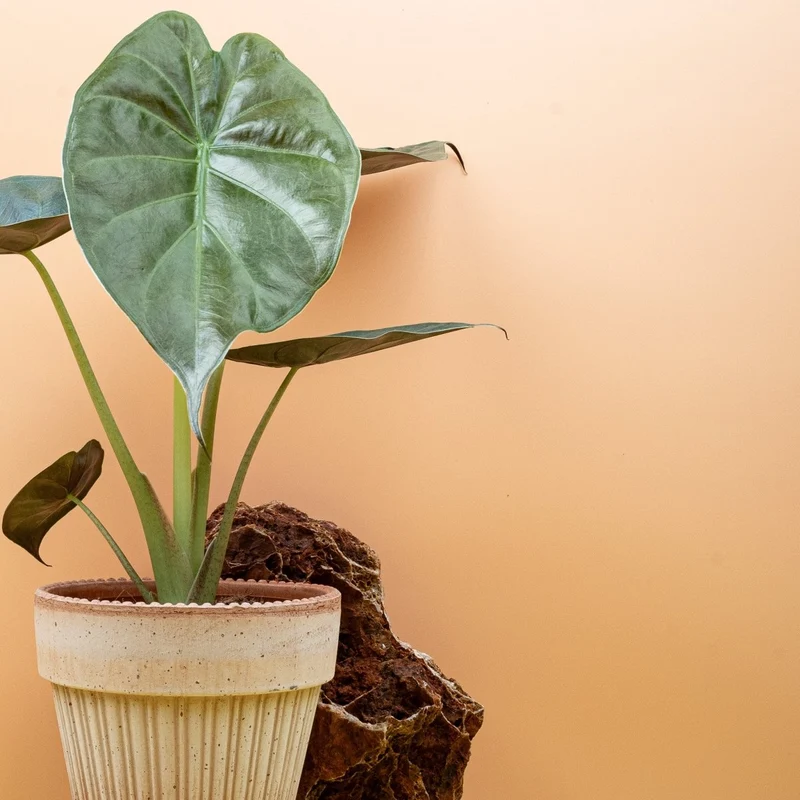 ALOCASIA WENTII