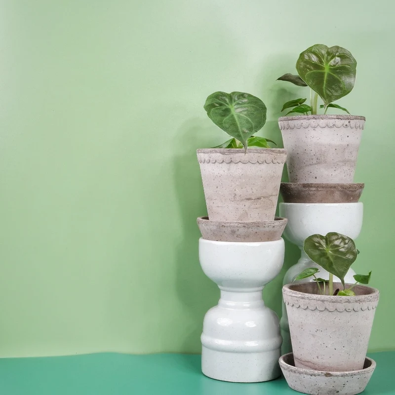 ALOCASIA WENTII