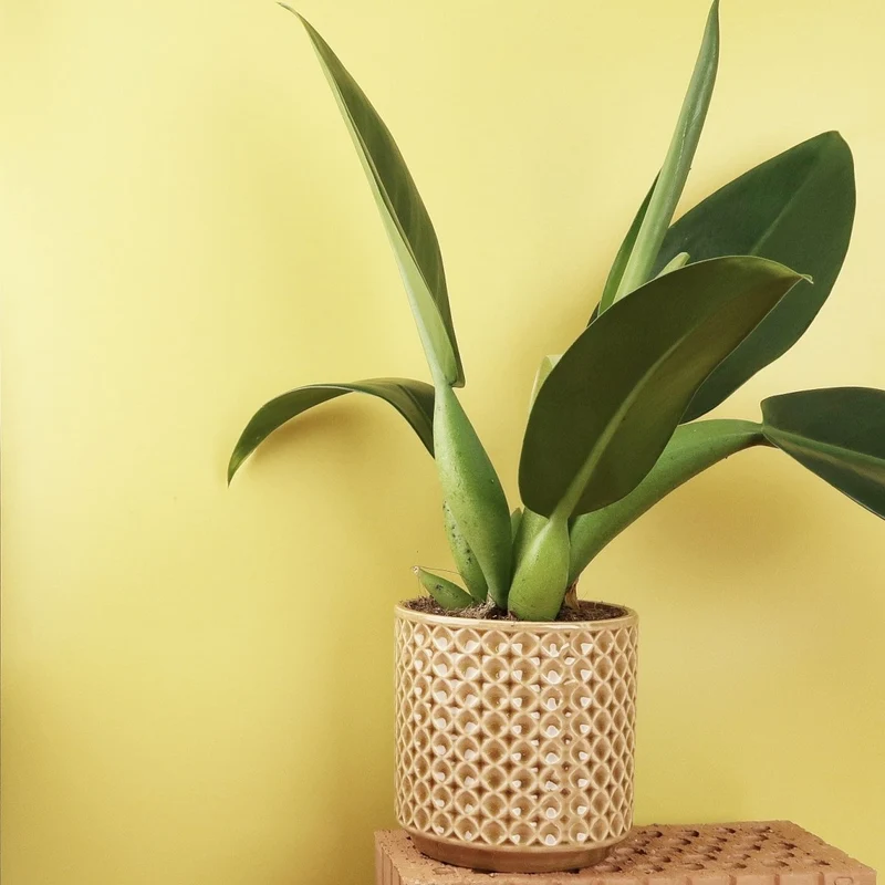 PHILODENDRON PACOVA