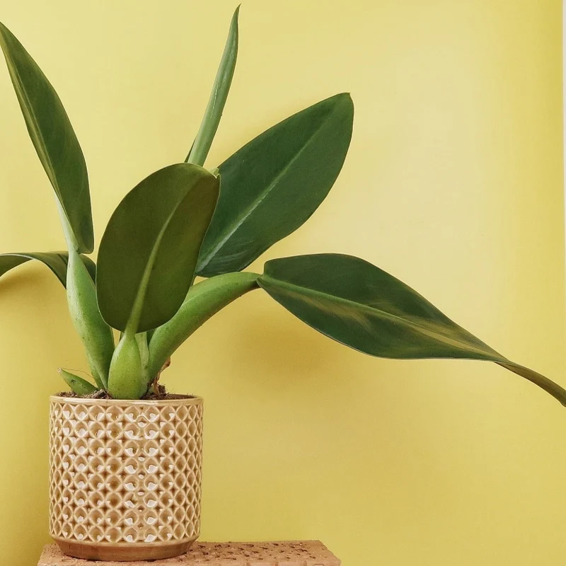 PHILODENDRON PACOVA