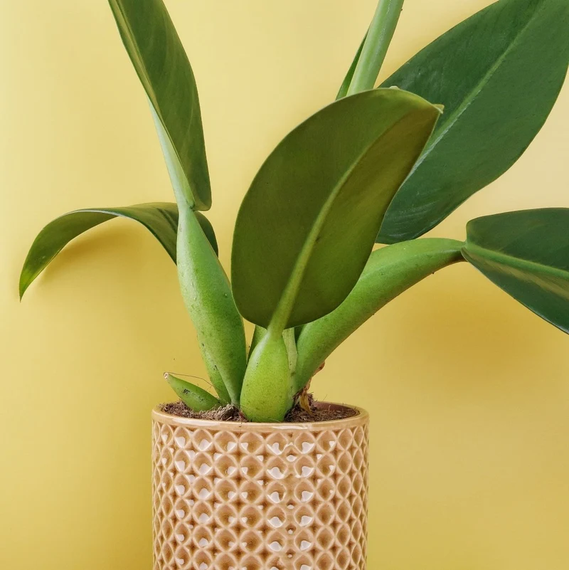PHILODENDRON PACOVA
