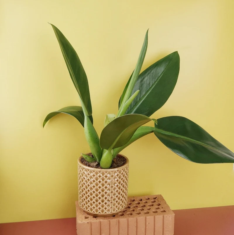 PHILODENDRON PACOVA