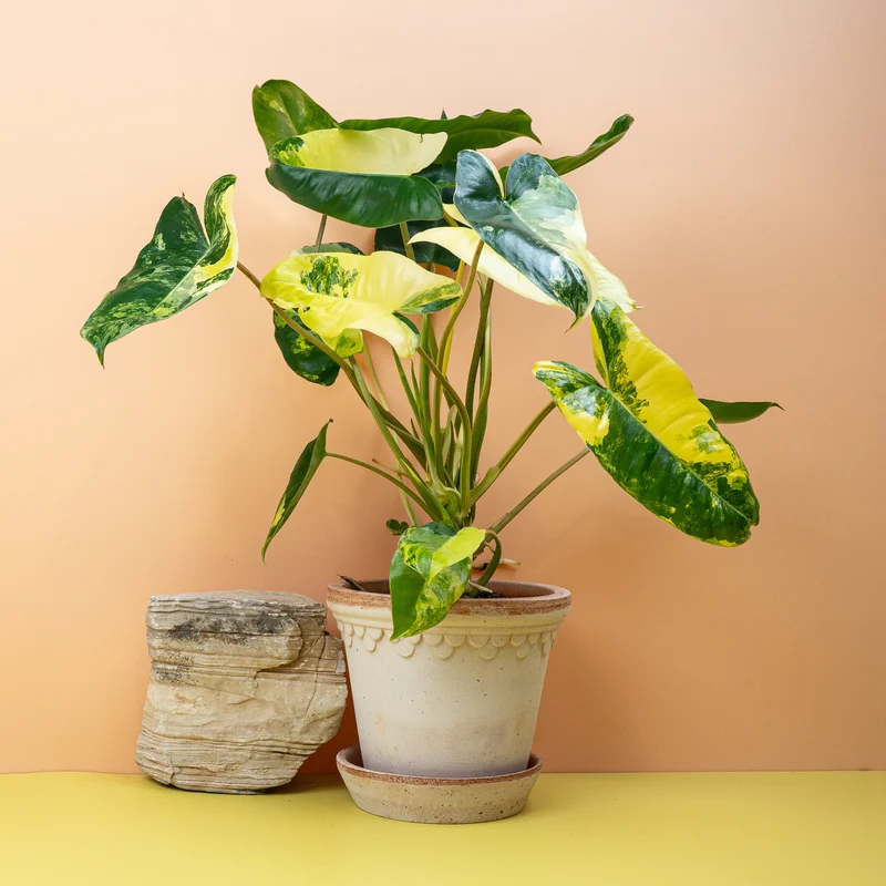 PHILODENDRON BURLE MARX VARIEGATA