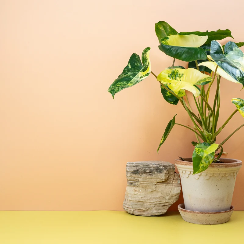 PHILODENDRON BURLE MARX VARIEGATA