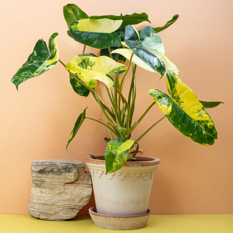 PHILODENDRON BURLE MARX VARIEGATA