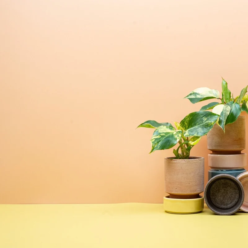 PHILODENDRON BURLE MARX VARIEGATA