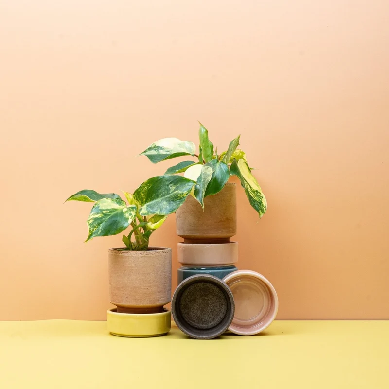 PHILODENDRON BURLE MARX VARIEGATA