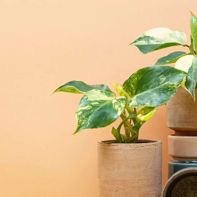 PHILODENDRON BURLE MARX VARIEGATA