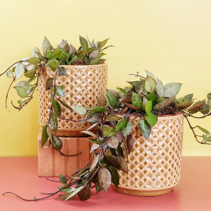 HOYA KROHNIANA BLACK SPLASH