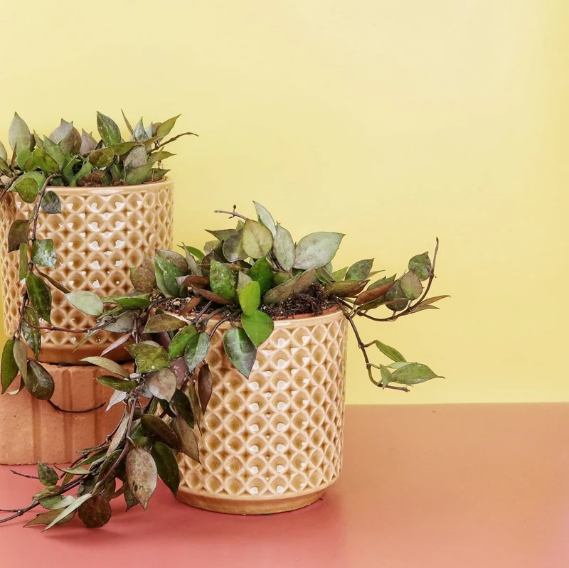 HOYA KROHNIANA BLACK SPLASH