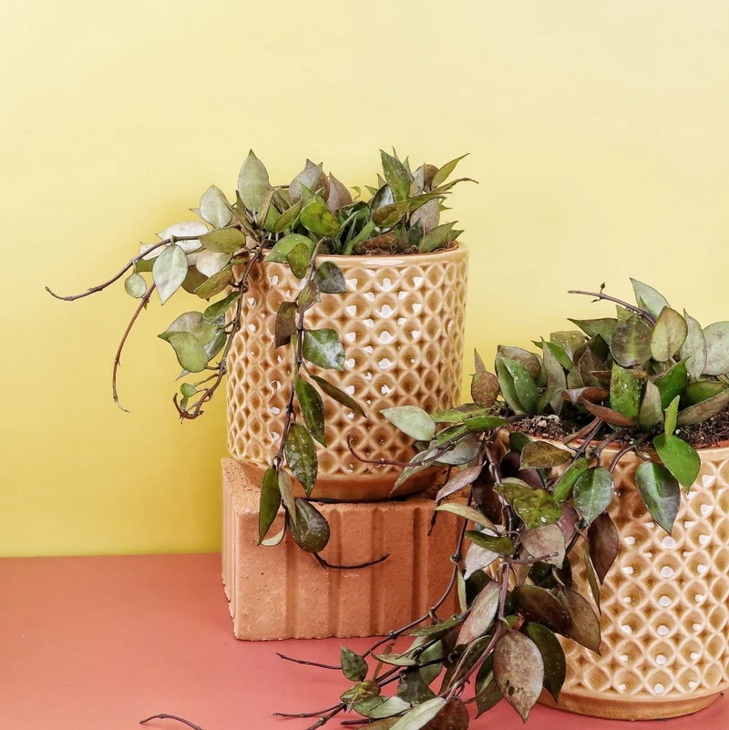 HOYA KROHNIANA BLACK SPLASH