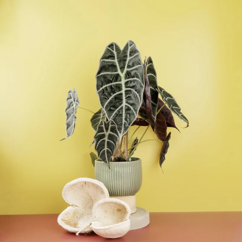 ALOCASIA WATSONIANA