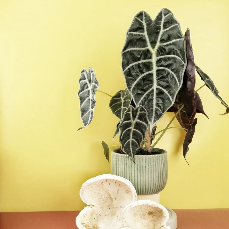 ALOCASIA WATSONIANA