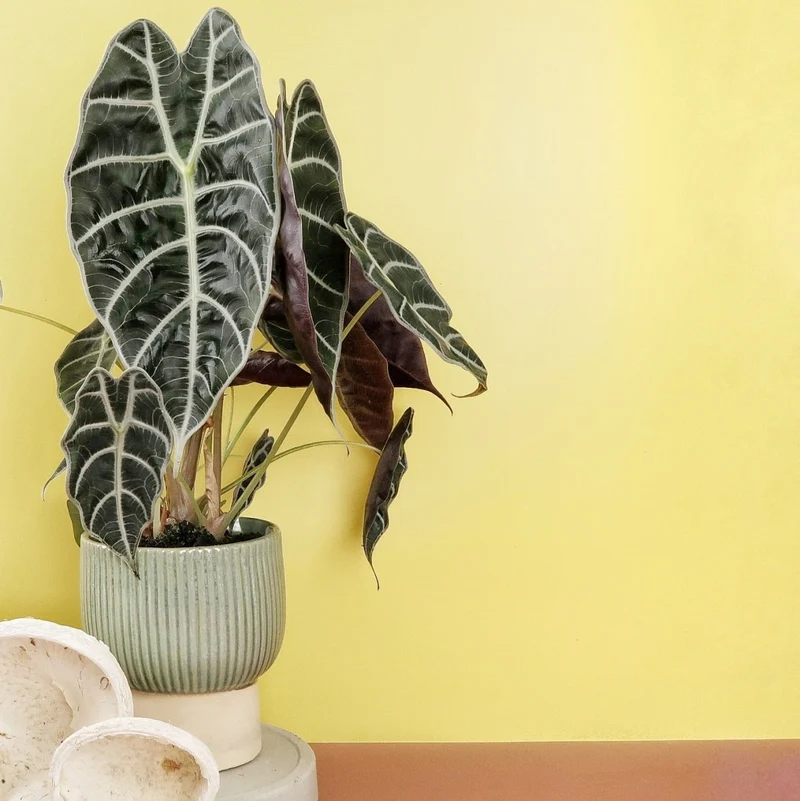 ALOCASIA WATSONIANA