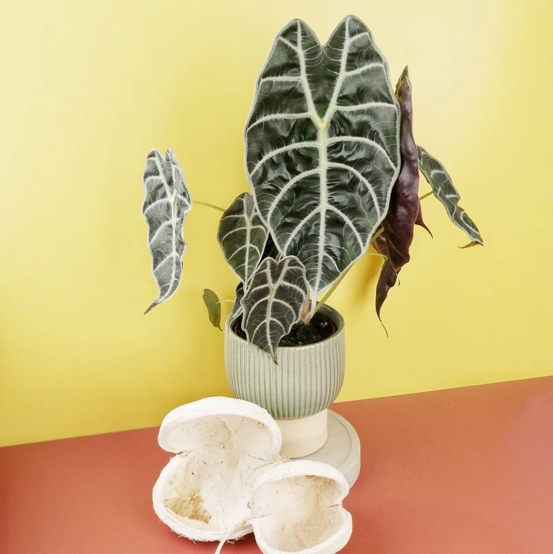 ALOCASIA WATSONIANA