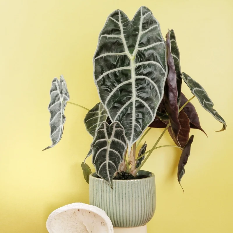 ALOCASIA WATSONIANA