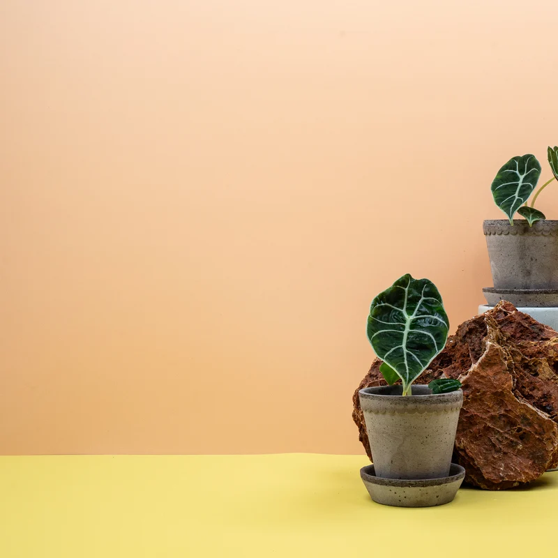 ALOCASIA WATSONIANA