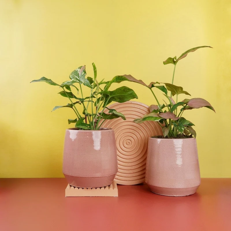 SYNGONIUM TRICOLOR