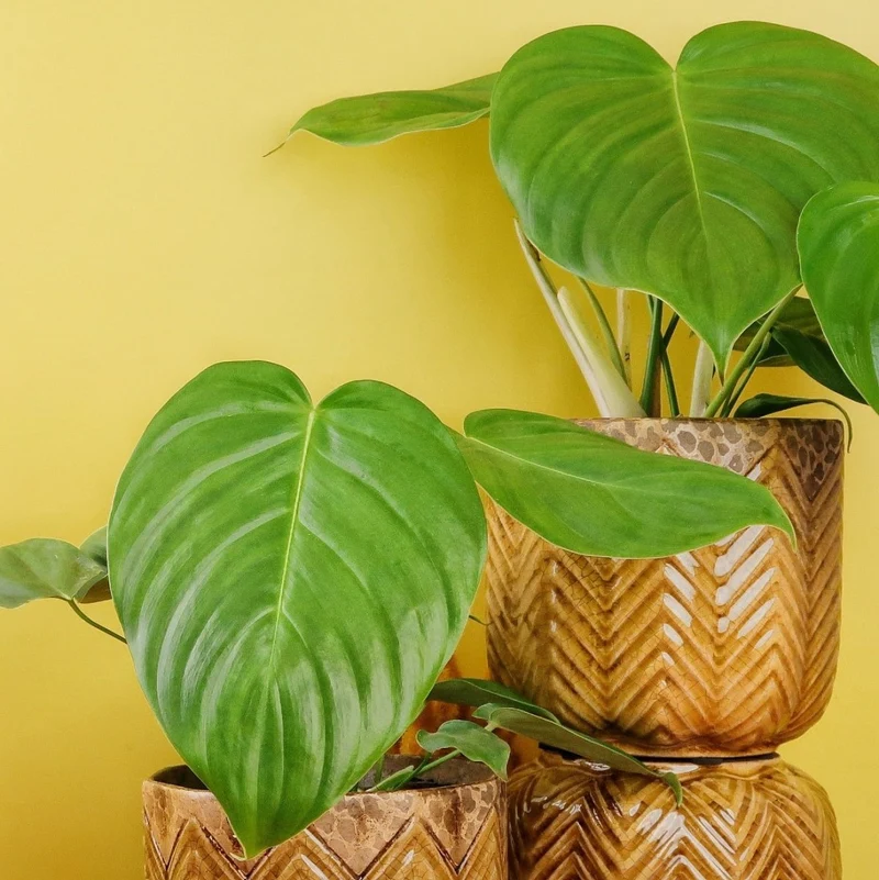 PHILODENDRON GRANDIPES