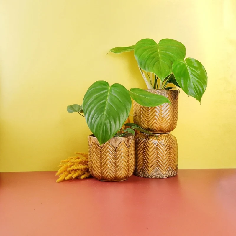 PHILODENDRON GRANDIPES